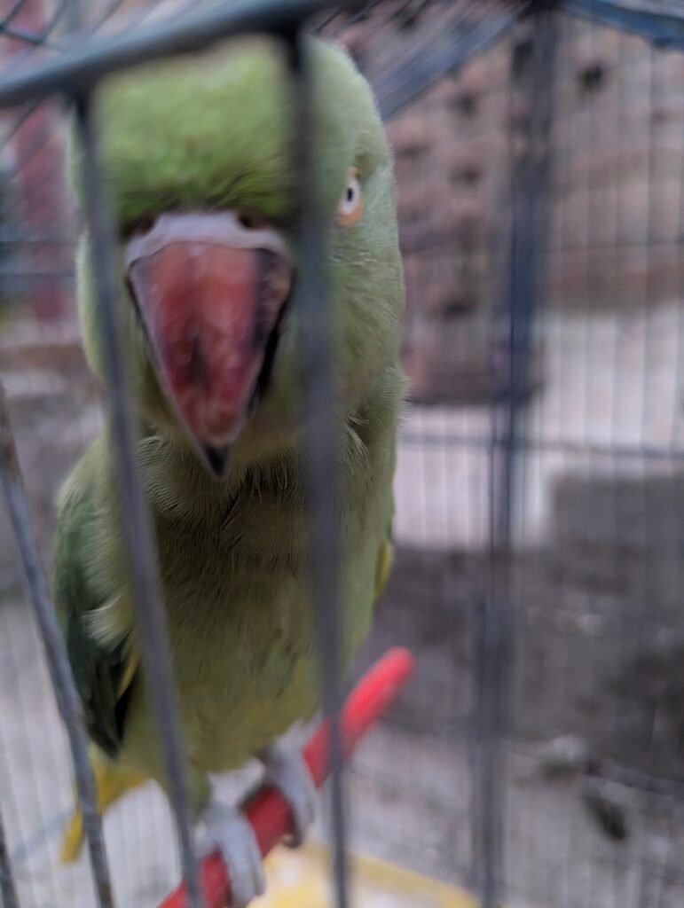 Parrot — photo 7