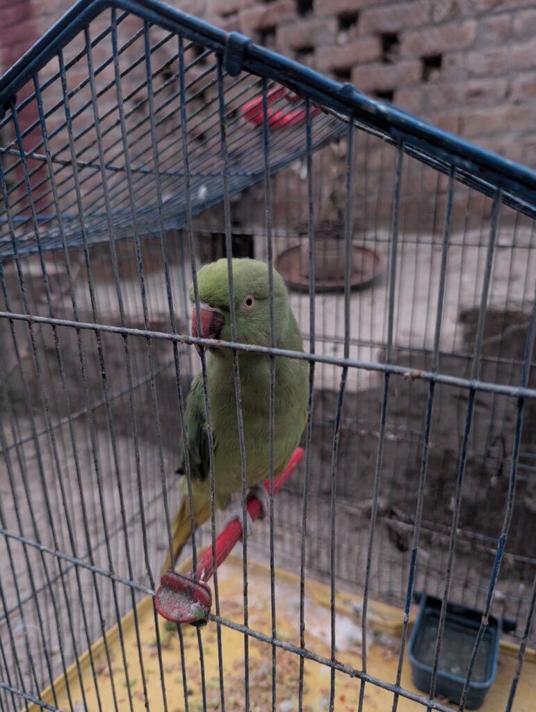 Parrot — photo 6