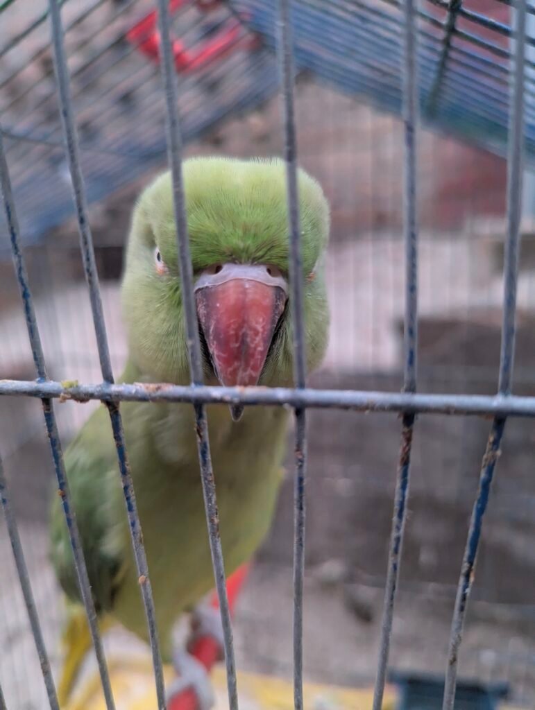 Parrot — photo 5