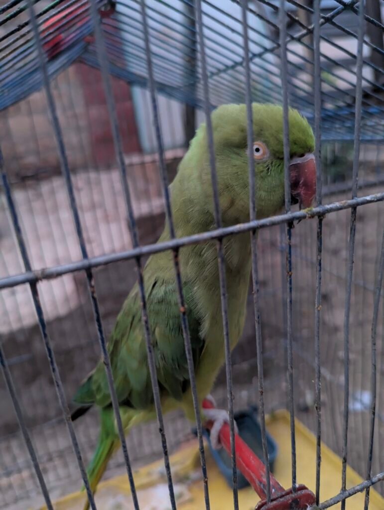 Parrot — photo 2