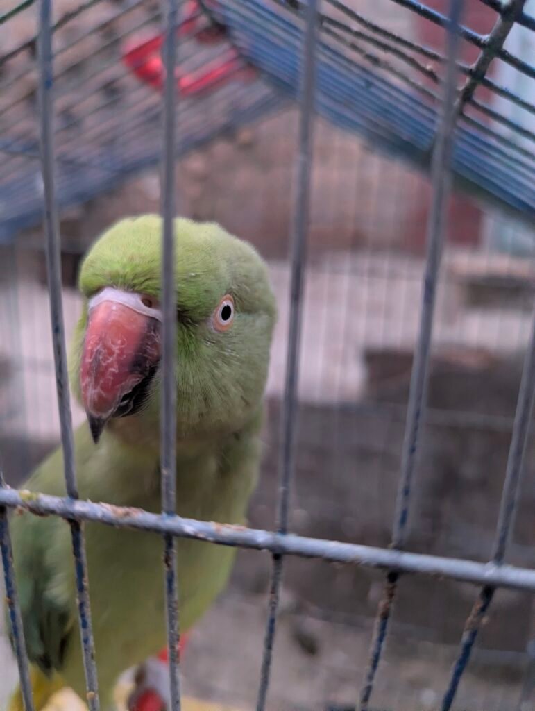 Parrot — photo 3