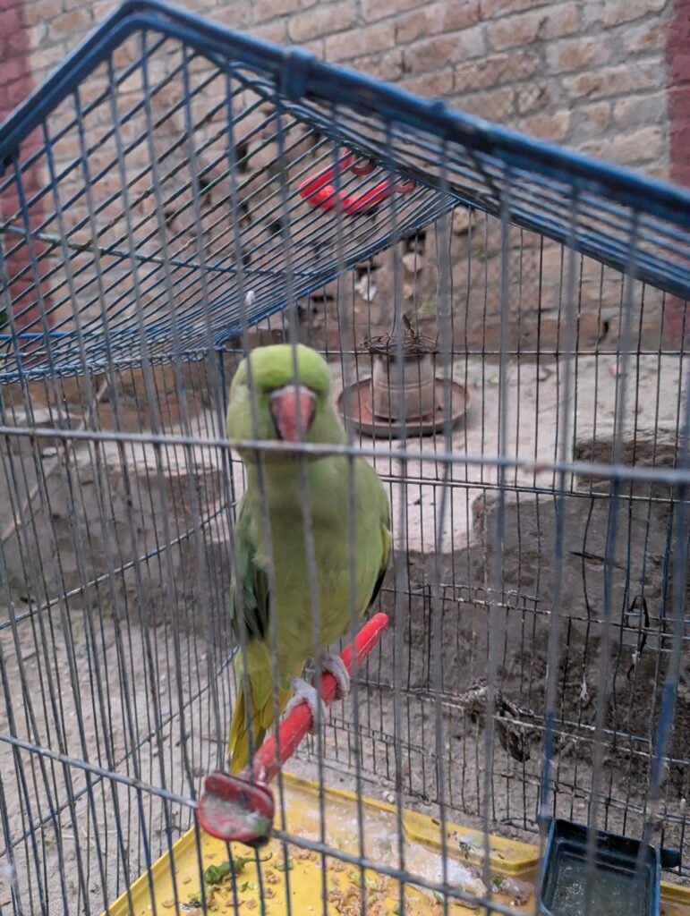 Parrot — photo 4