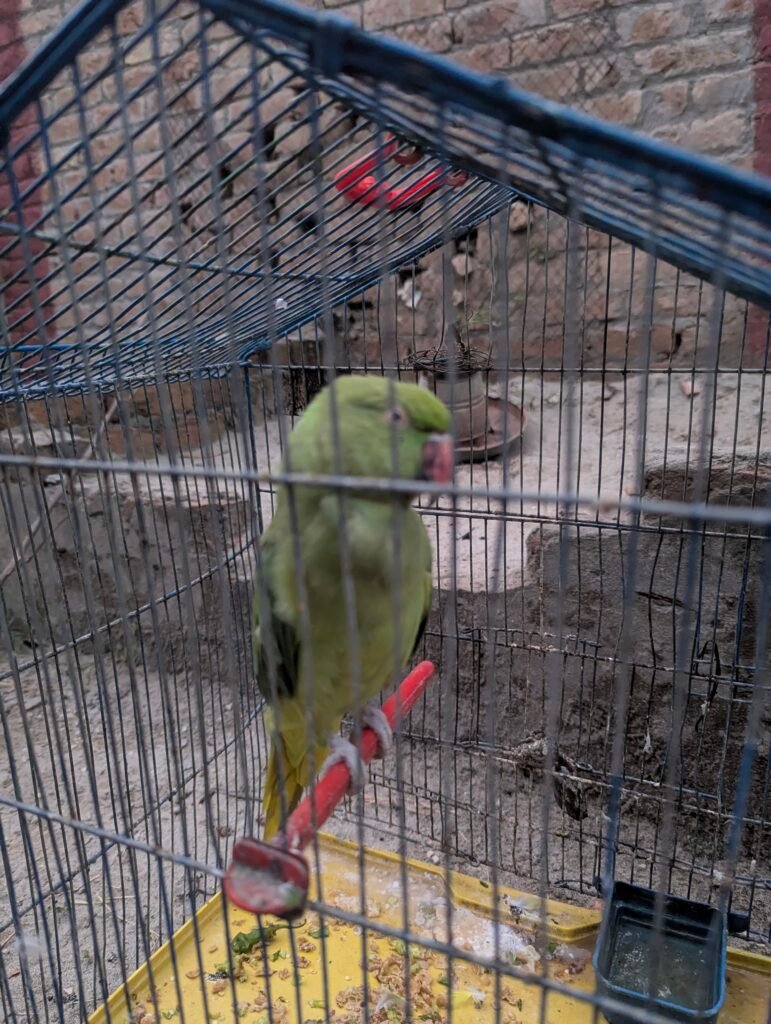 Parrot — photo 1